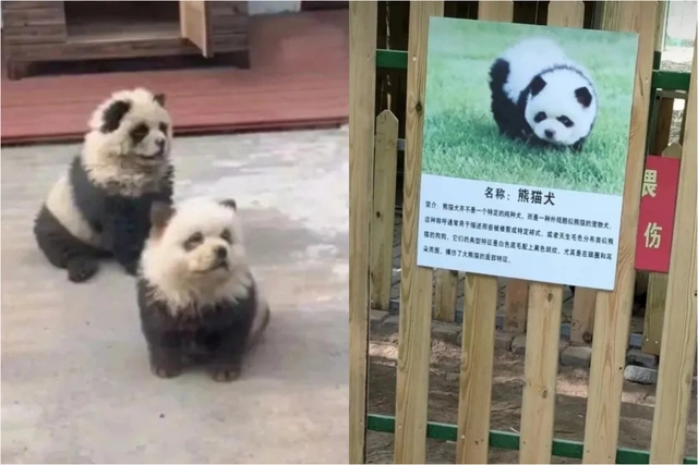 В китайском зоопарке собак покрасили в панд с целью привлечь посетителей - ФОТО/ВИДЕО
